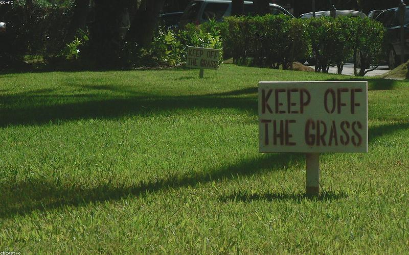 Green grass lawn close up texture